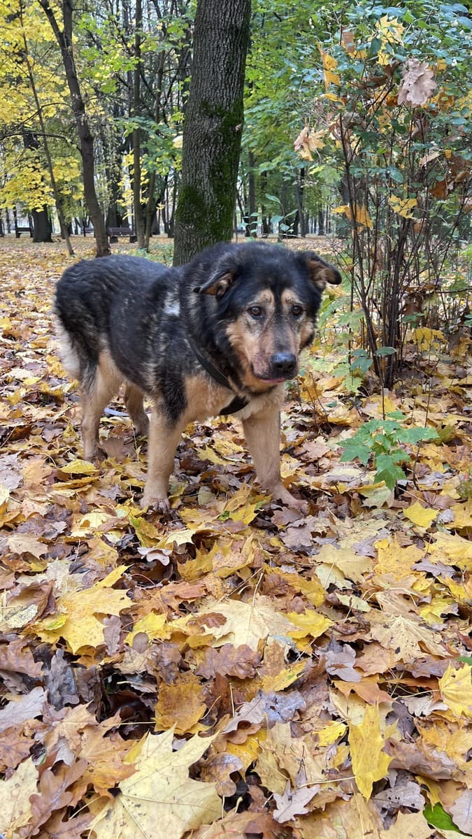 Мухтар медиа 3