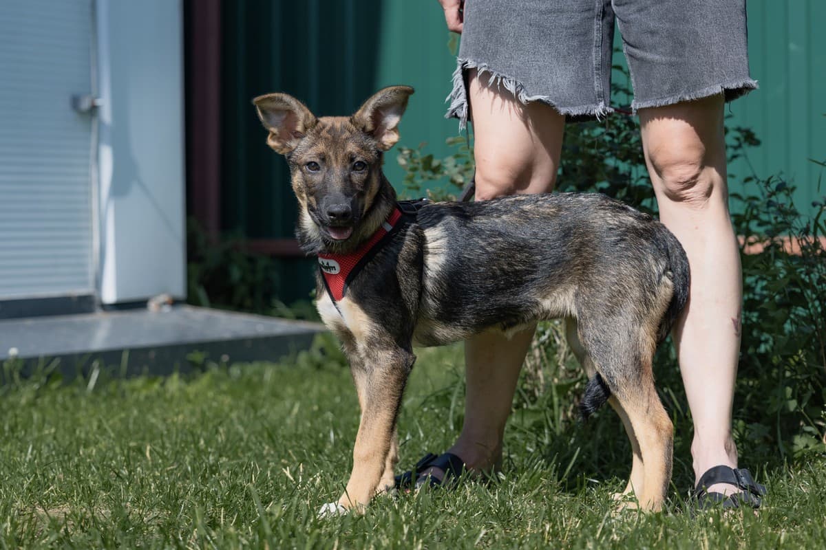 Малика медиа 6