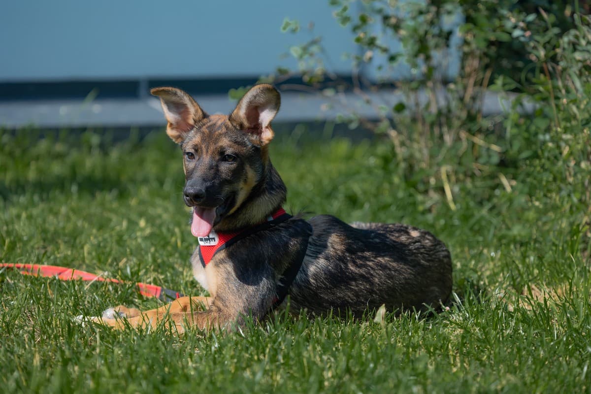 Малика медиа 5