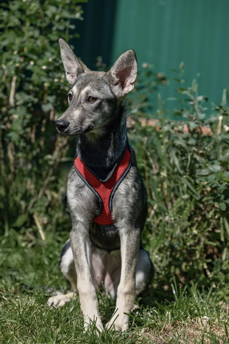 Мышка медиа 5