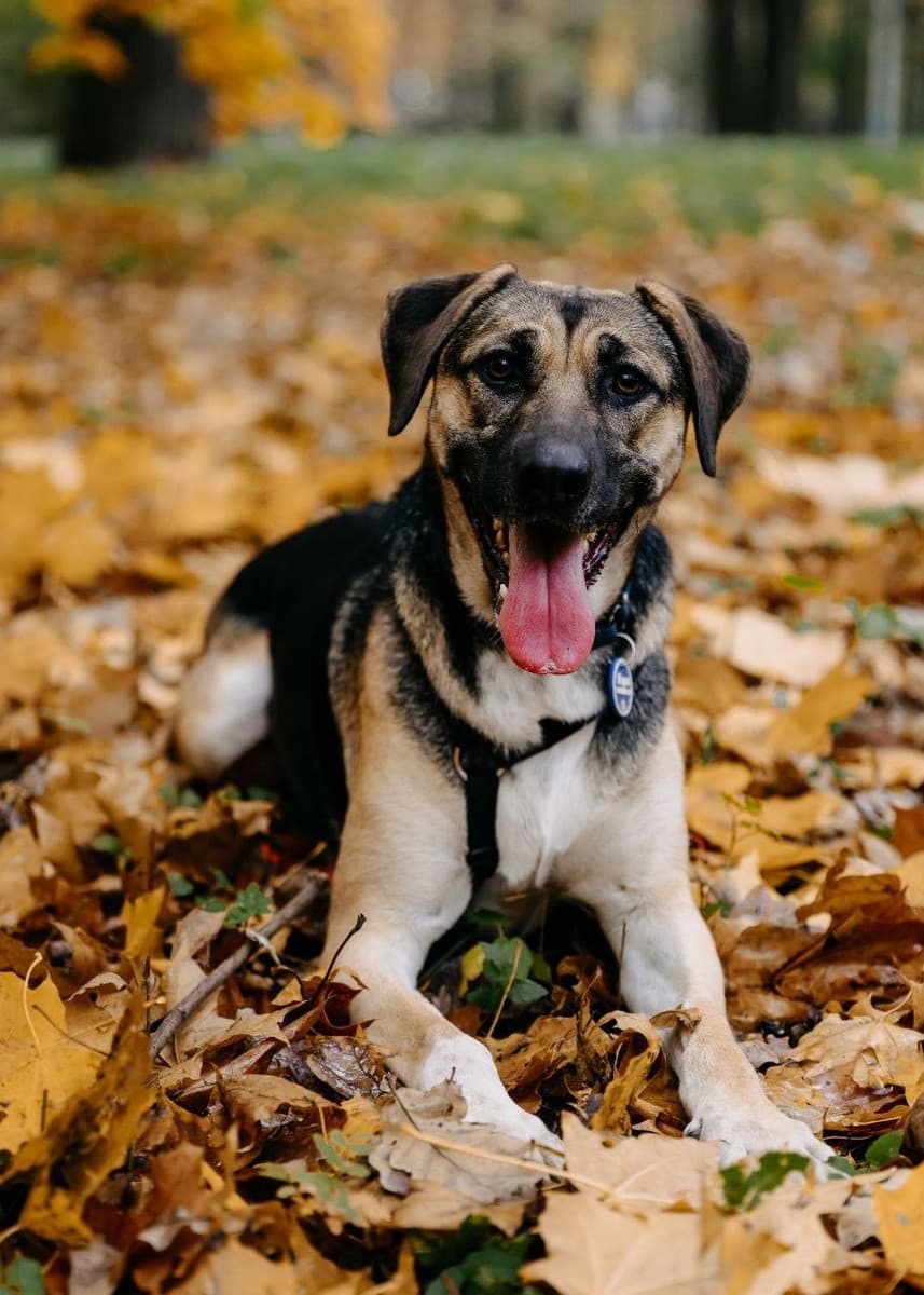 Кора медиа 6