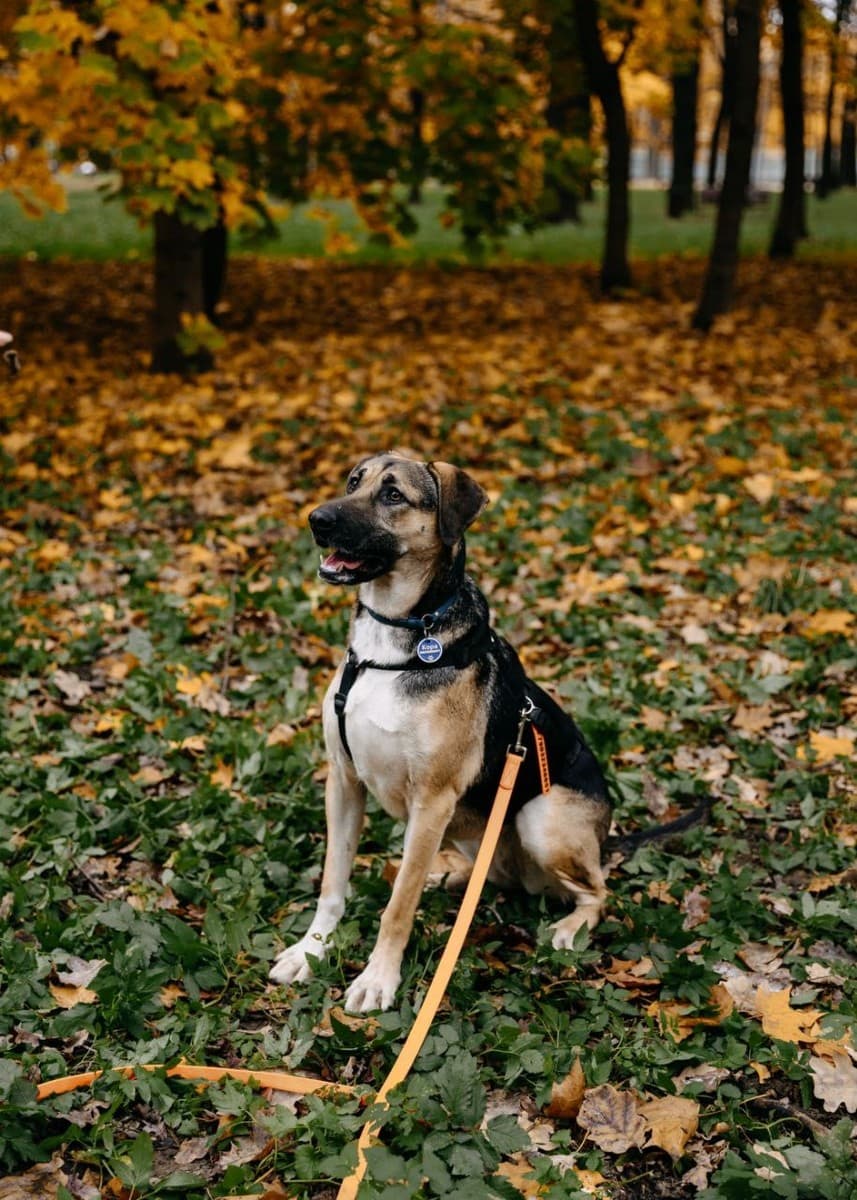 Кора медиа 8