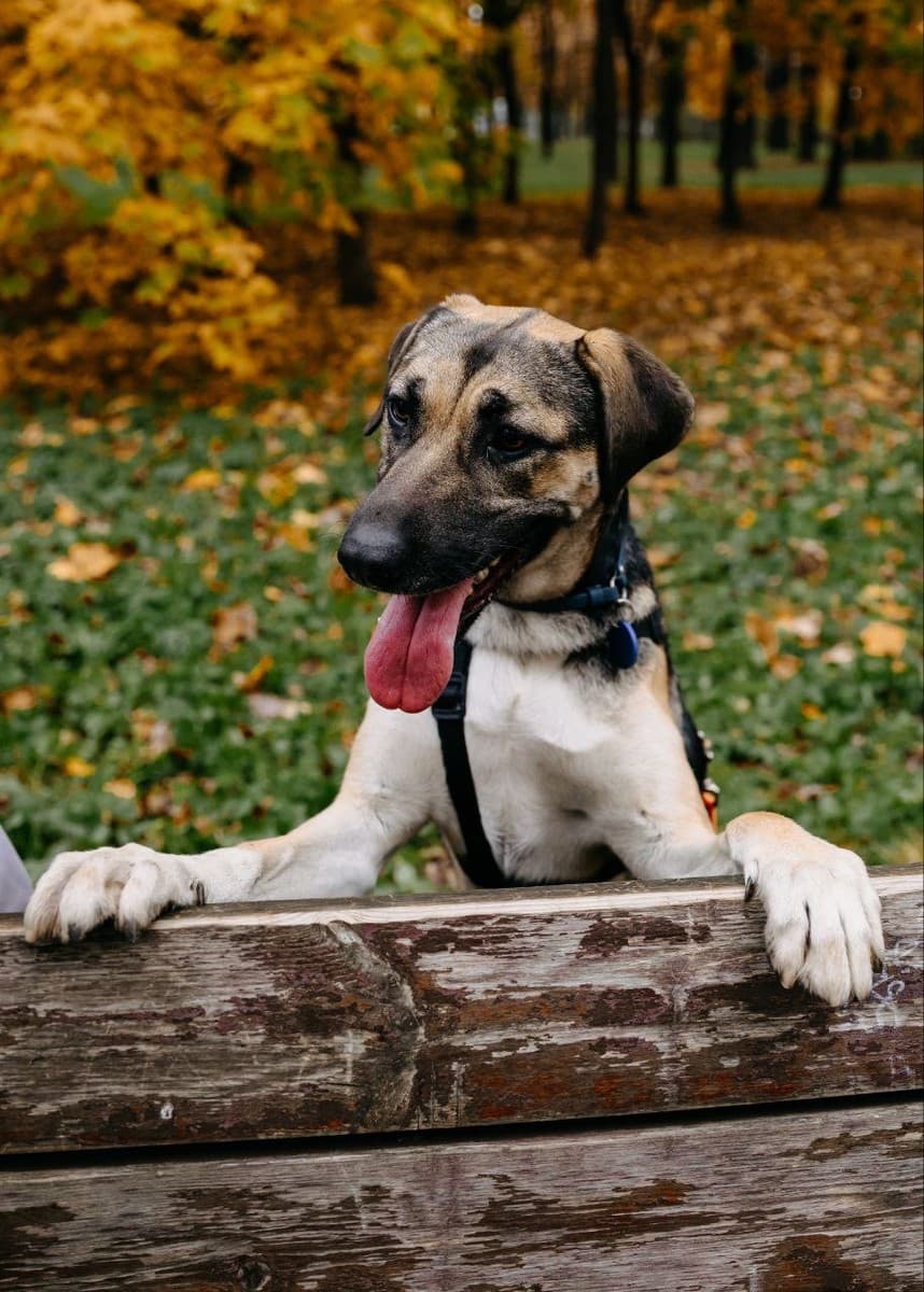 Кора медиа 4