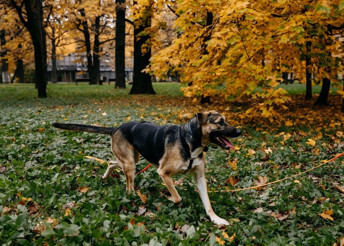 Кора медиа 3