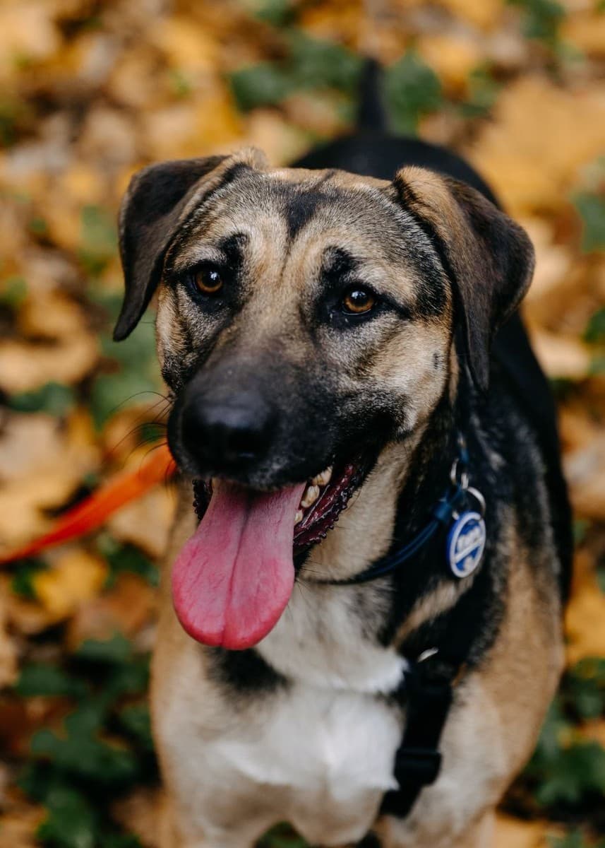 Кора медиа 5