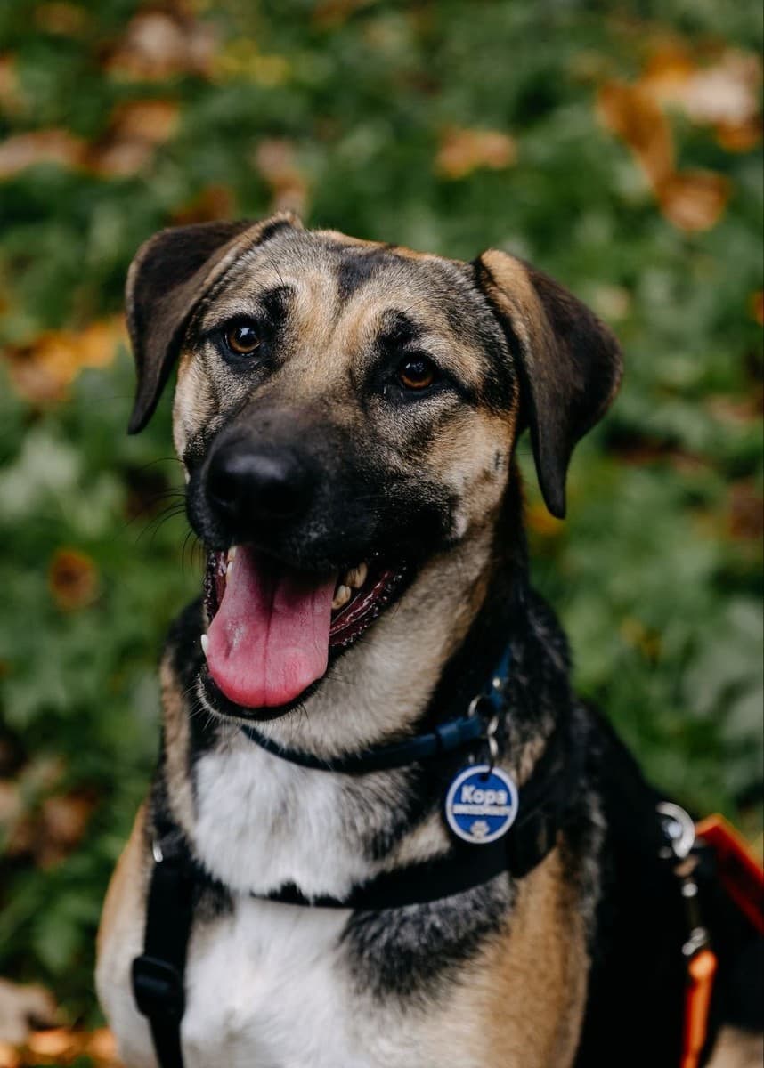 Кора медиа 2