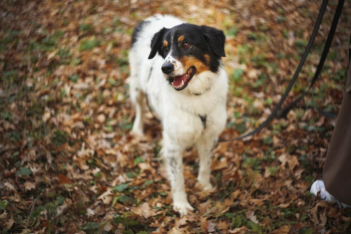 Ника медиа 6