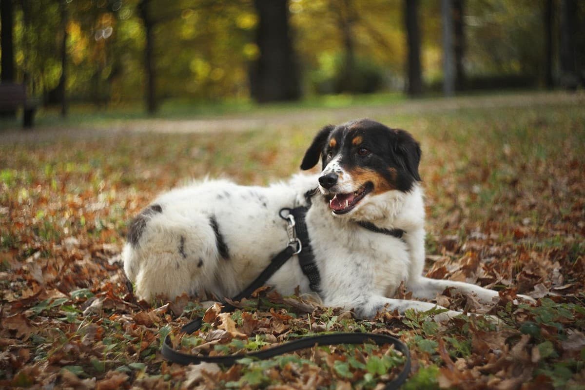 Ника медиа 5