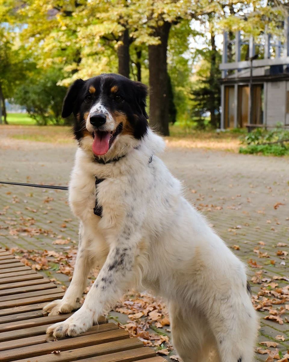 Ника медиа 3