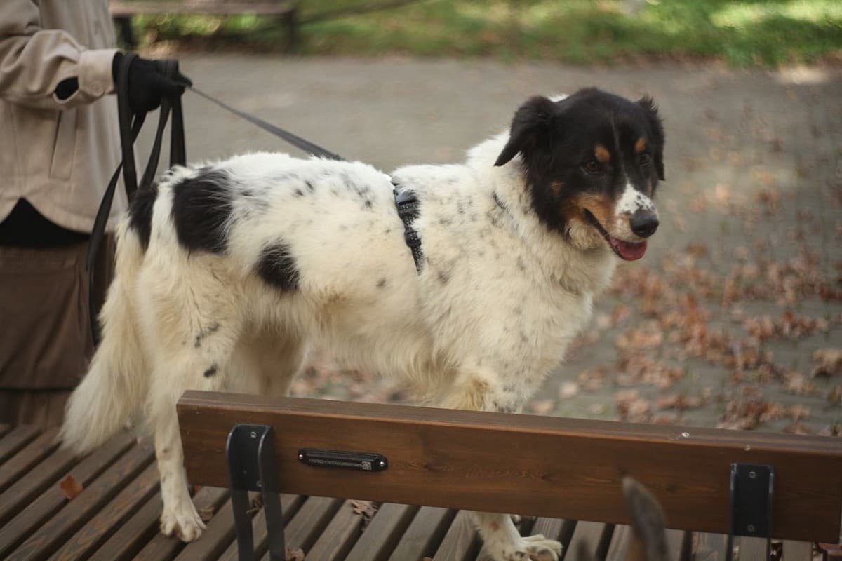 Ника медиа 4