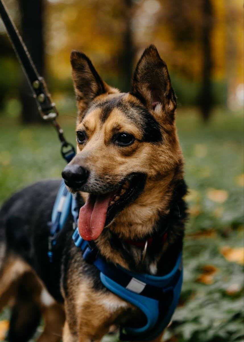 Шурик медиа 4