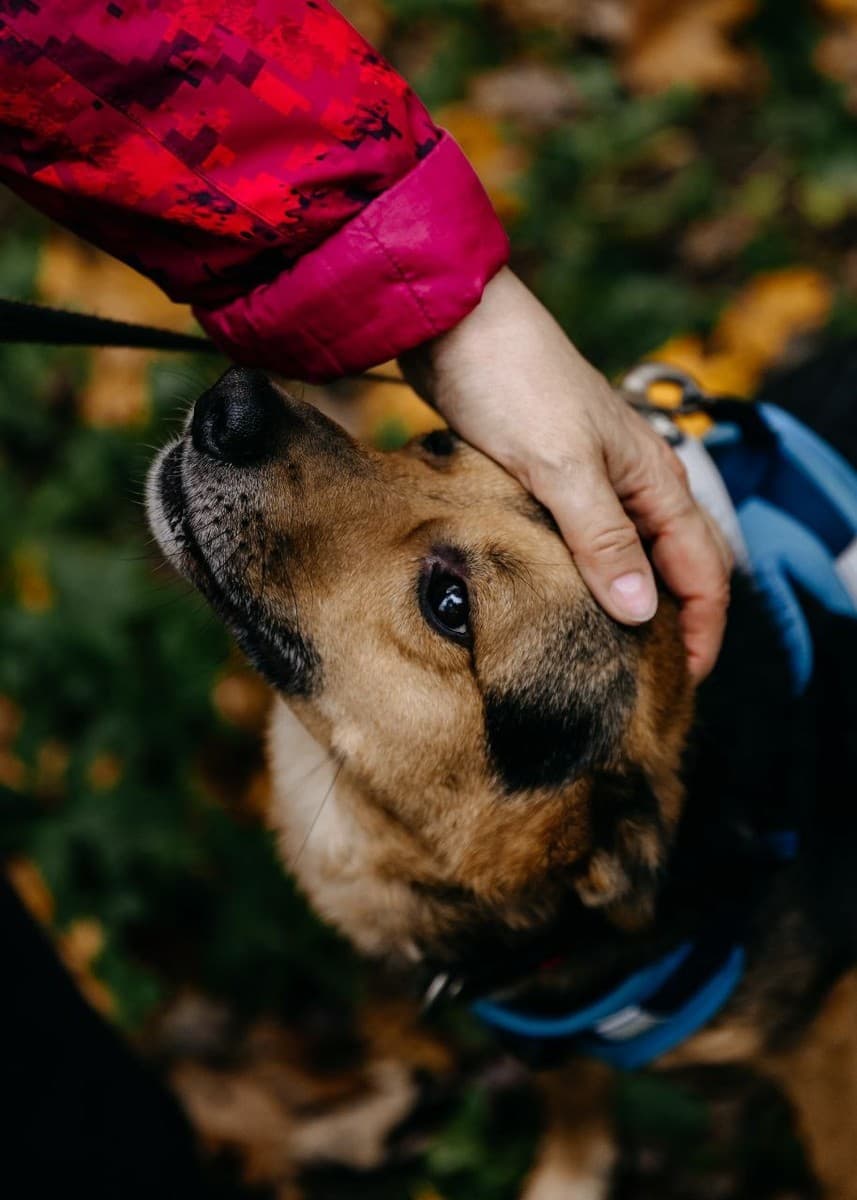 Шурик медиа 6