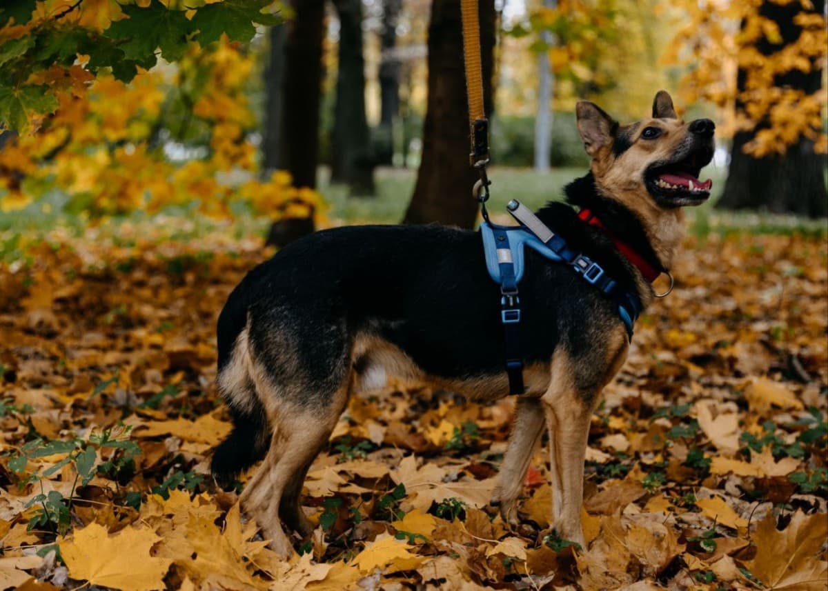 Шурик медиа 3