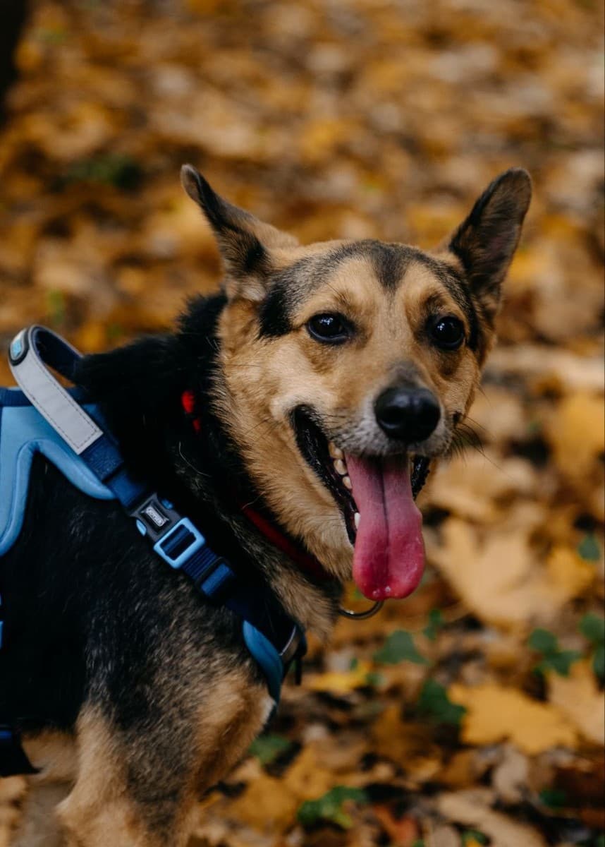 Шурик медиа 2