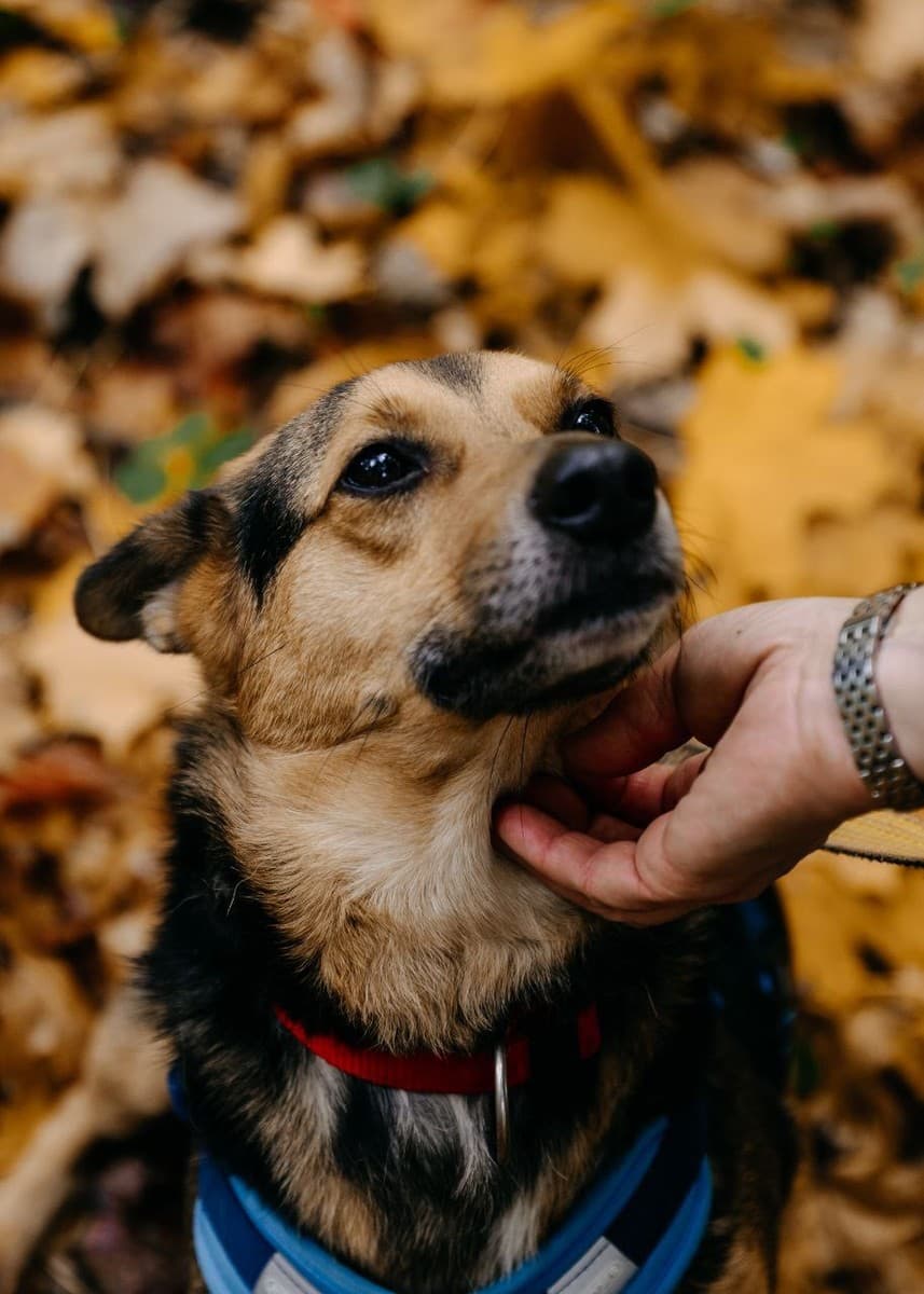 Шурик медиа 5