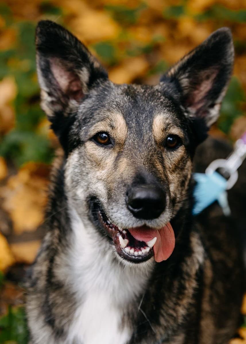 Ронни медиа 6