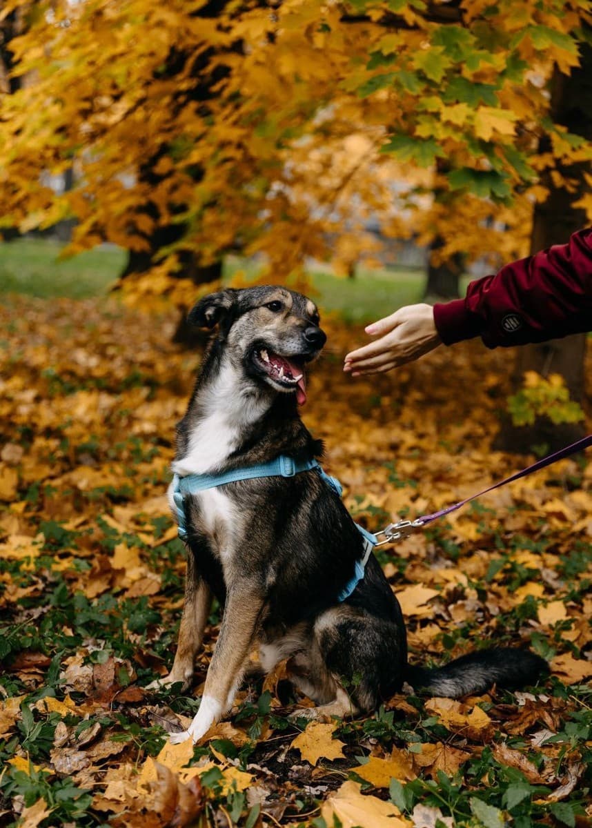 Ронни медиа 7