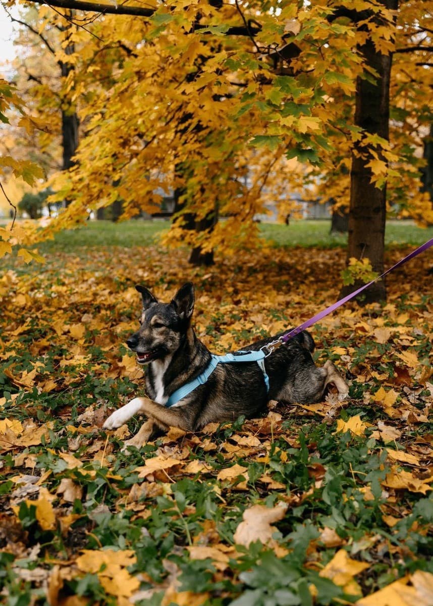 Ронни медиа 8