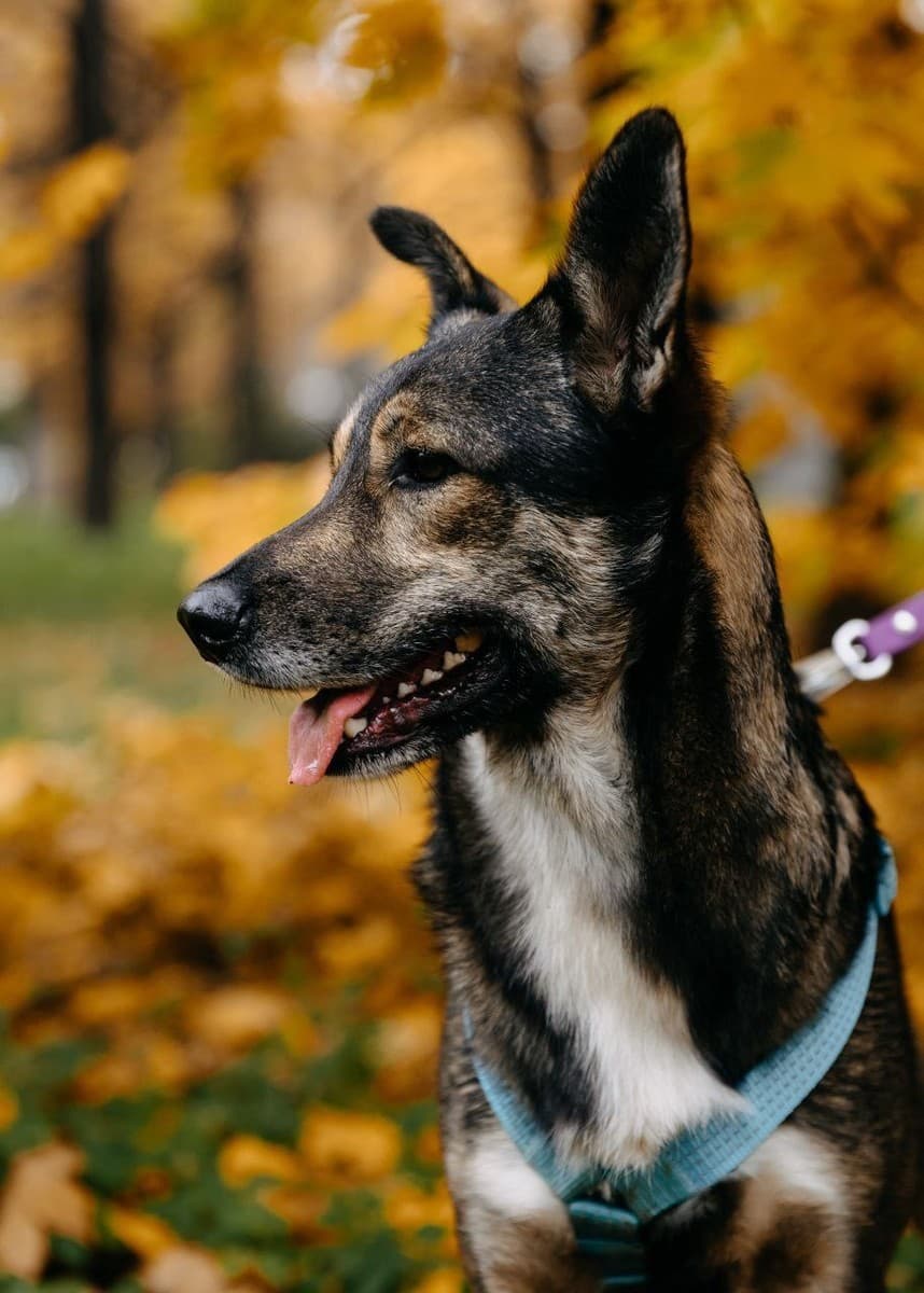 Ронни медиа 5