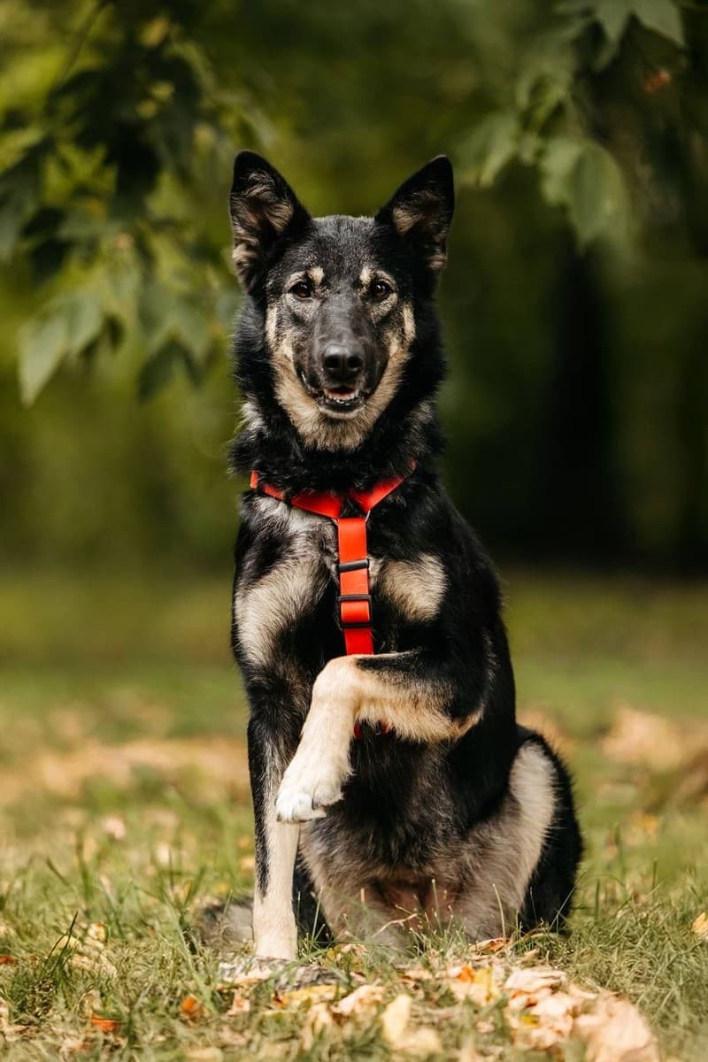 Муза медиа 5