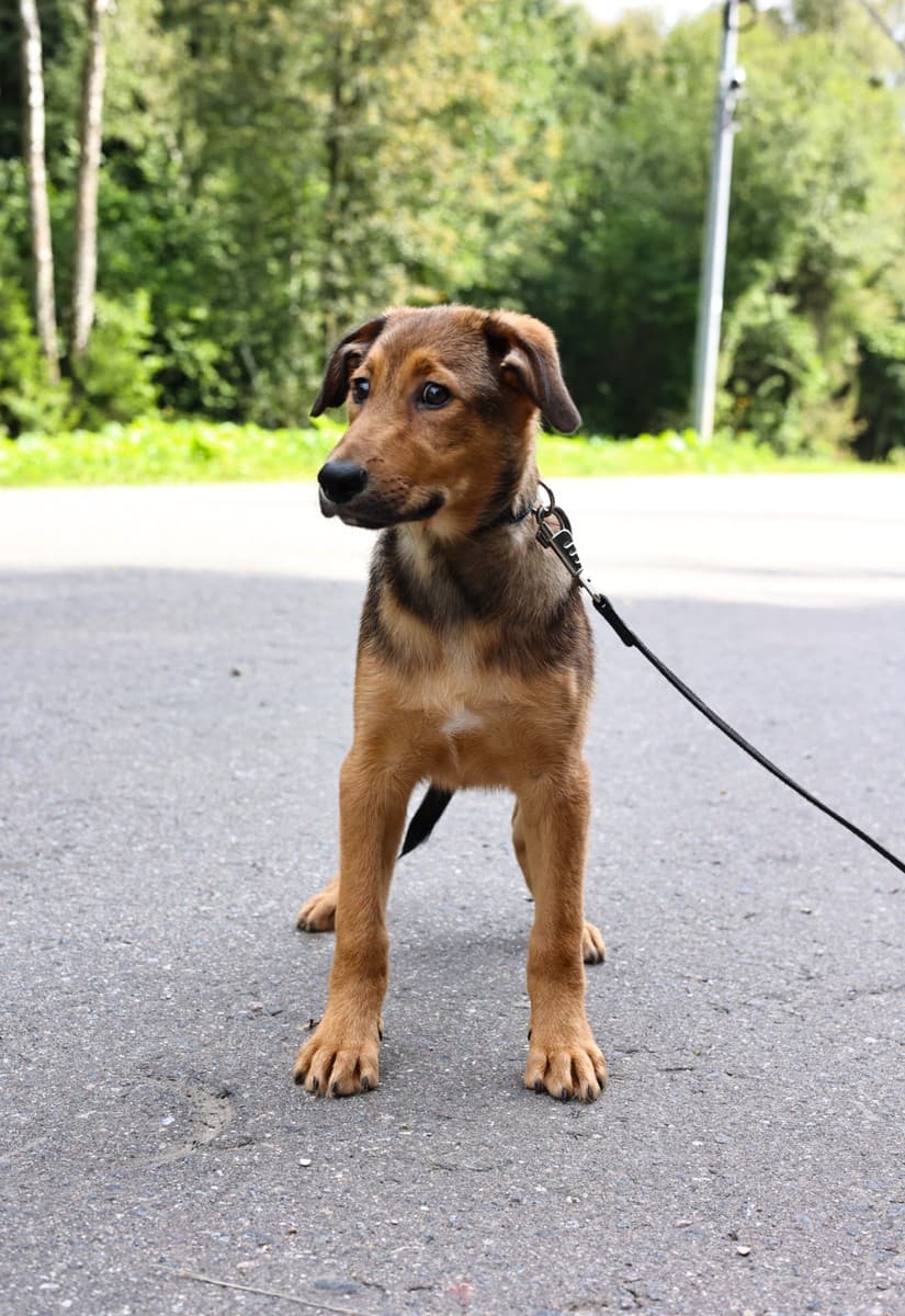 Рими медиа 5