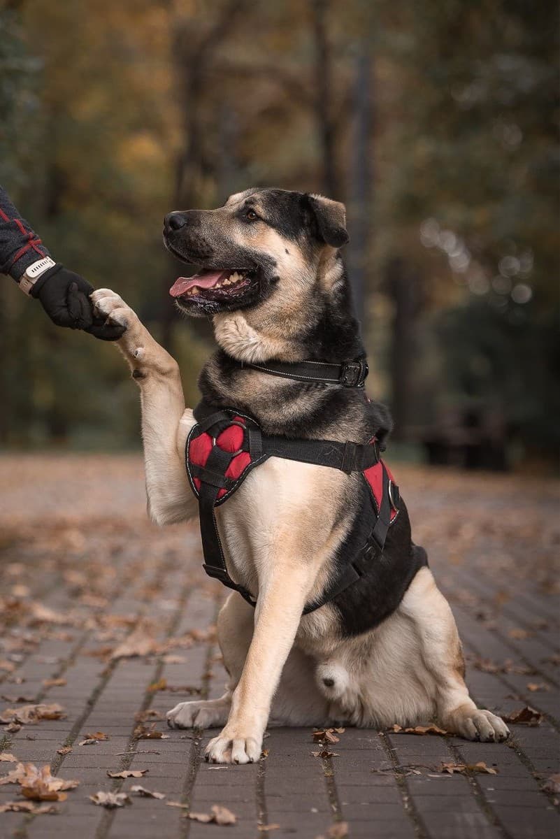 Клиф медиа 6