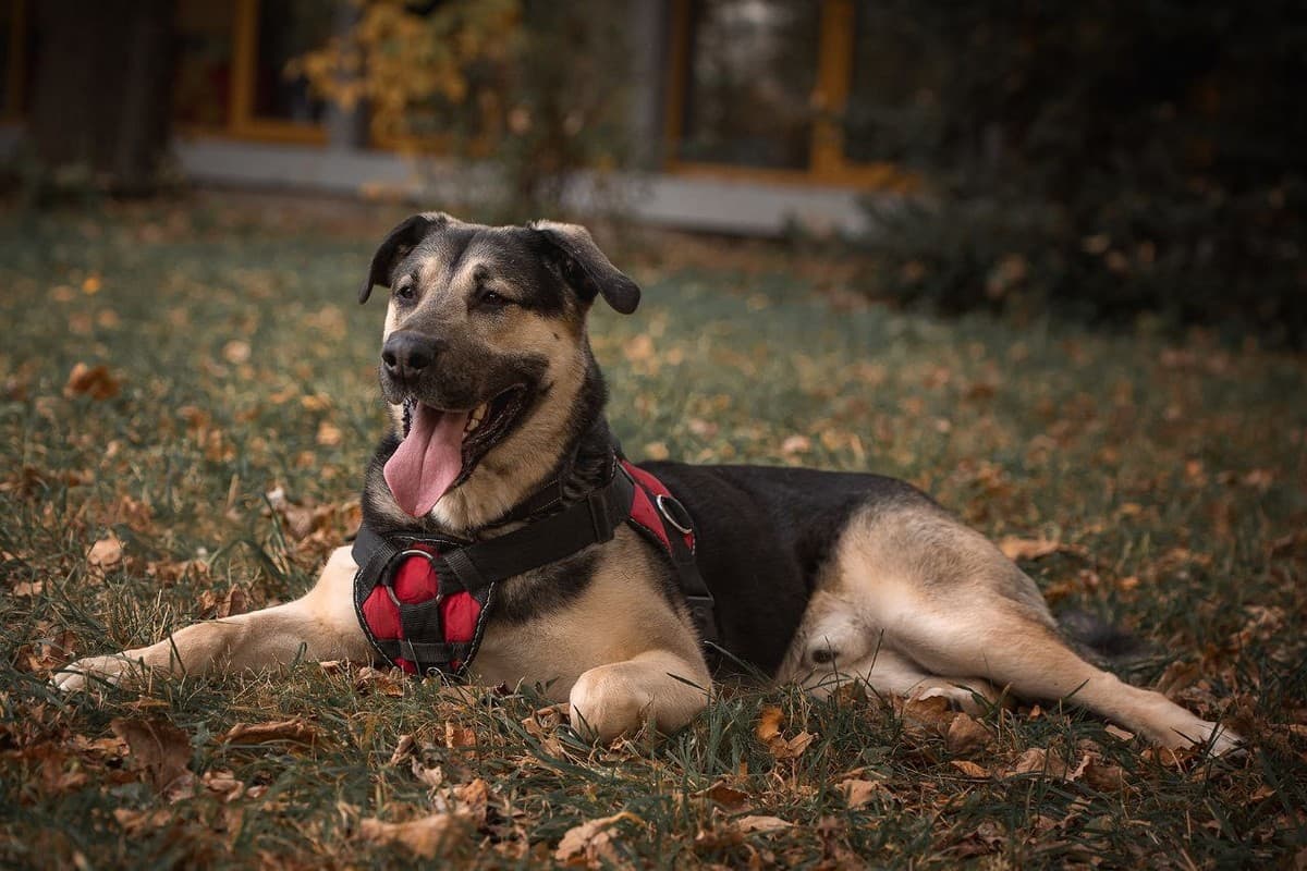 Клиф медиа 5