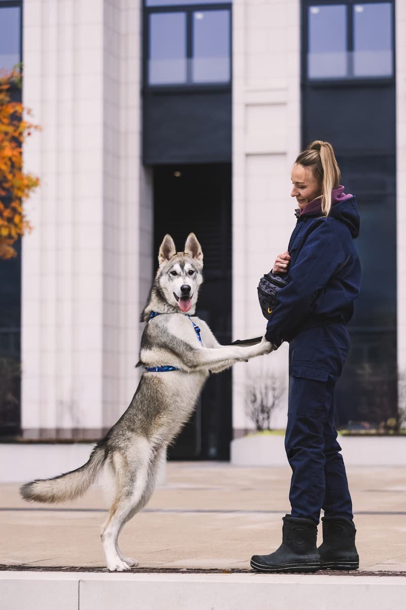 Вольт медиа 5