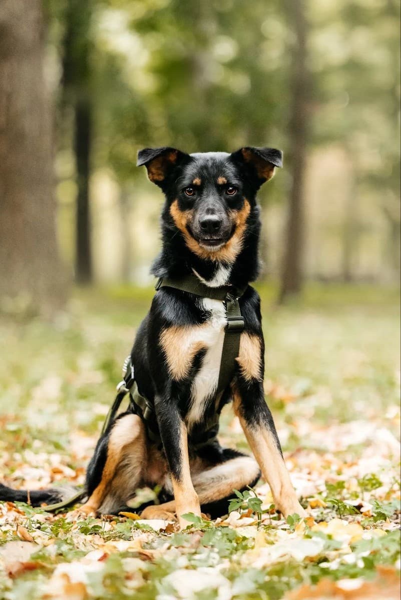 Деймонд медиа 6