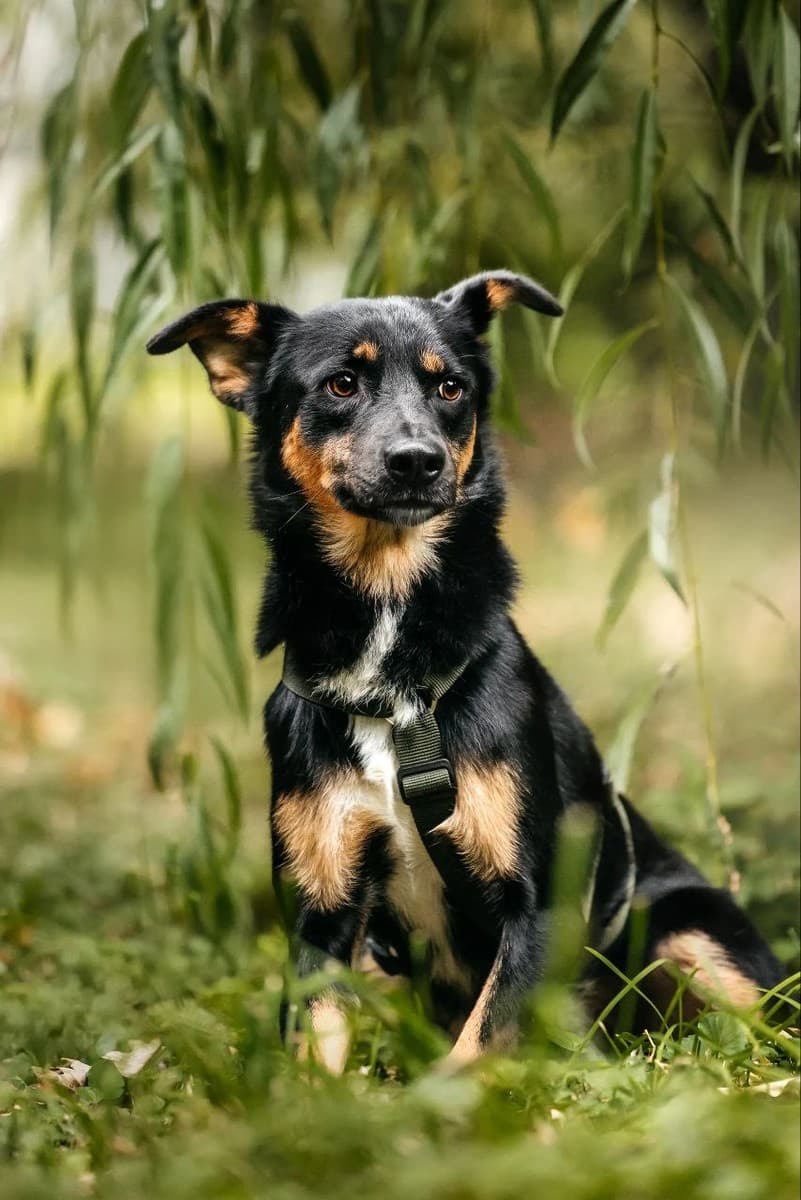 Деймонд медиа 5