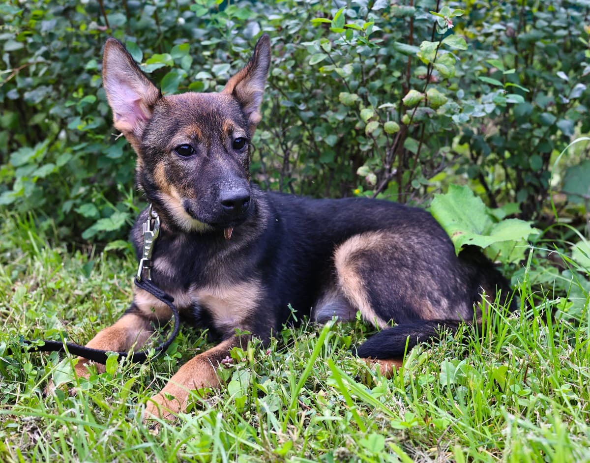 Мика медиа 5