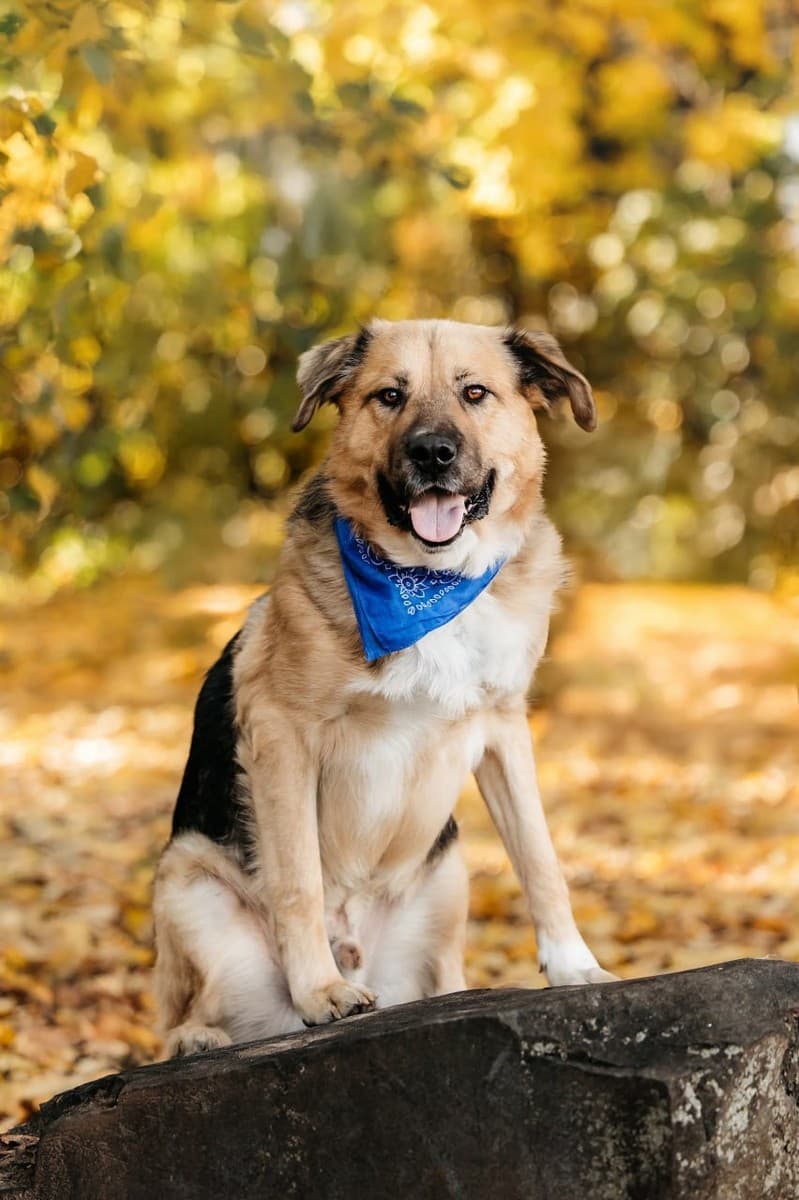 Дынечка медиа 8