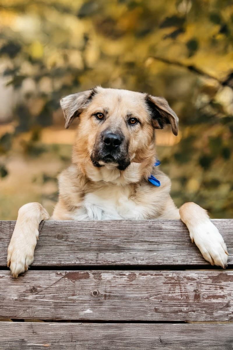 Дынечка медиа 9