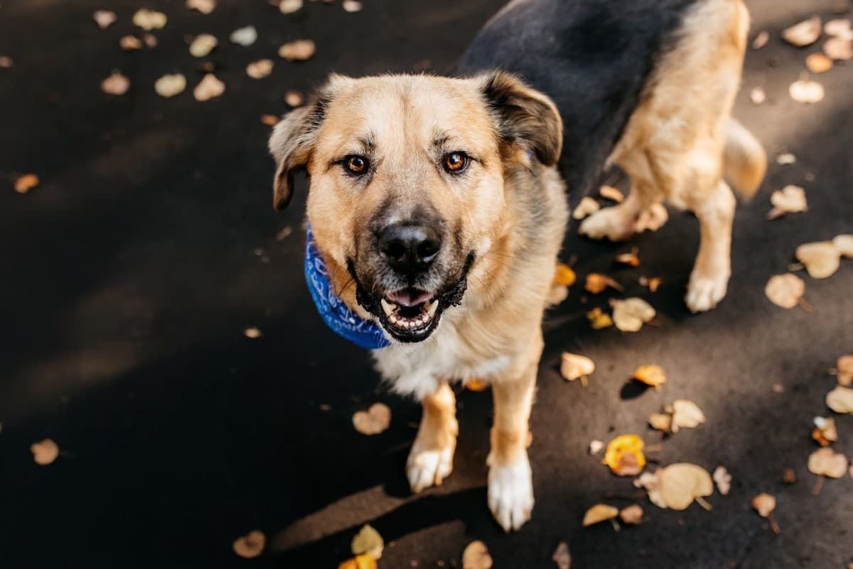 Дынечка медиа 5