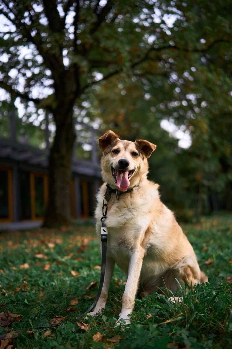 Рейдж медиа 6