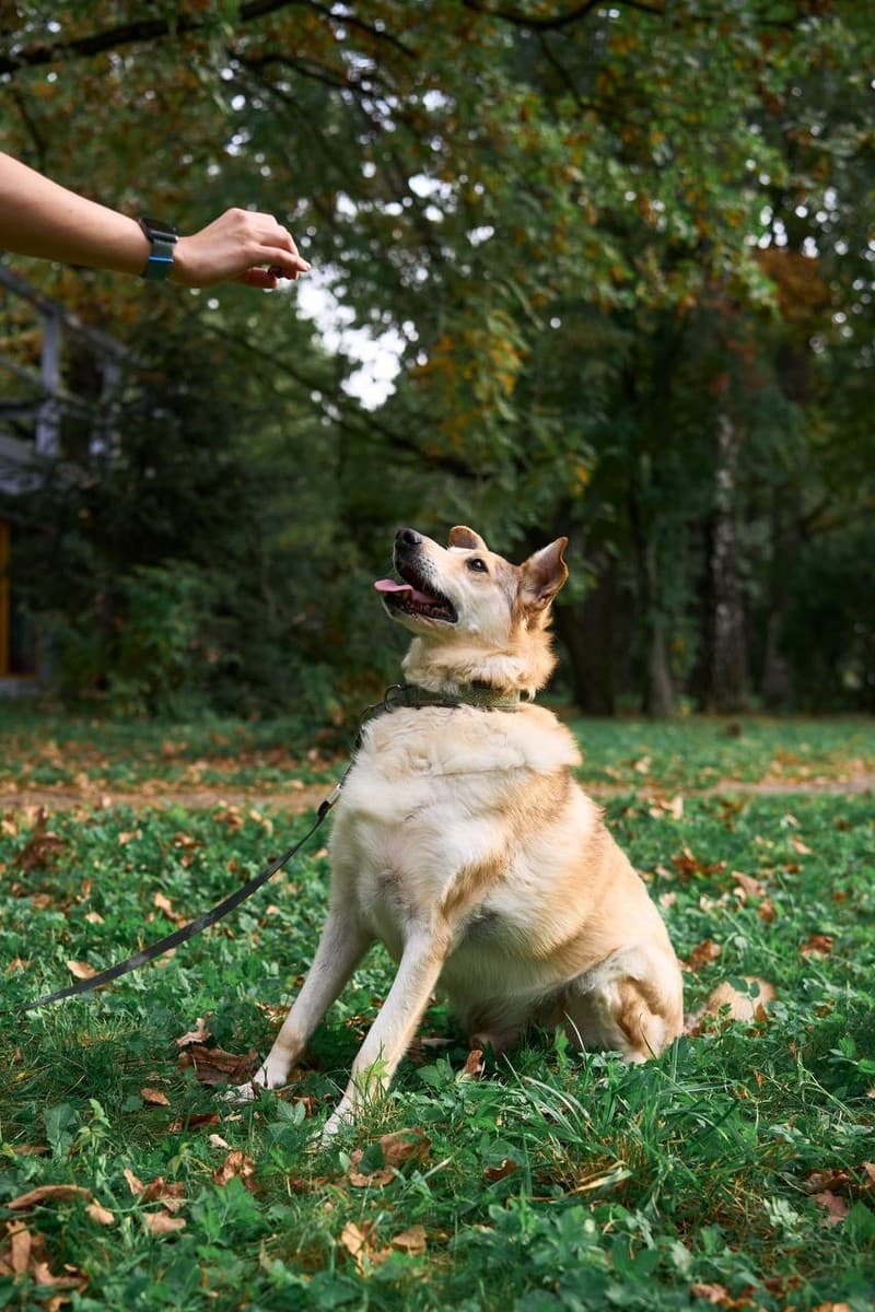 Рейдж медиа 5