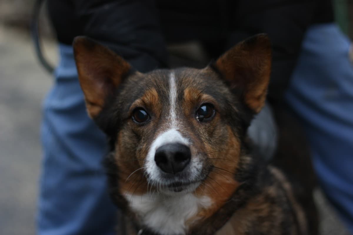 Бориска медиа 4