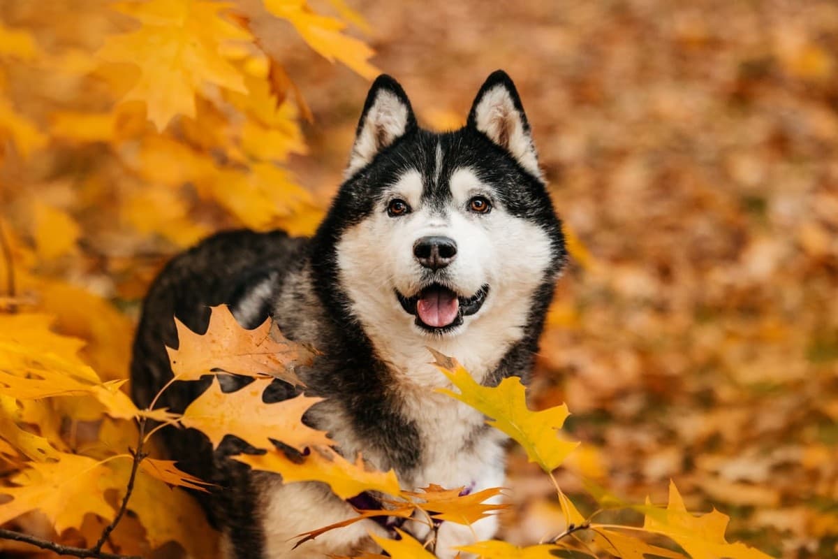 Канзи медиа 2