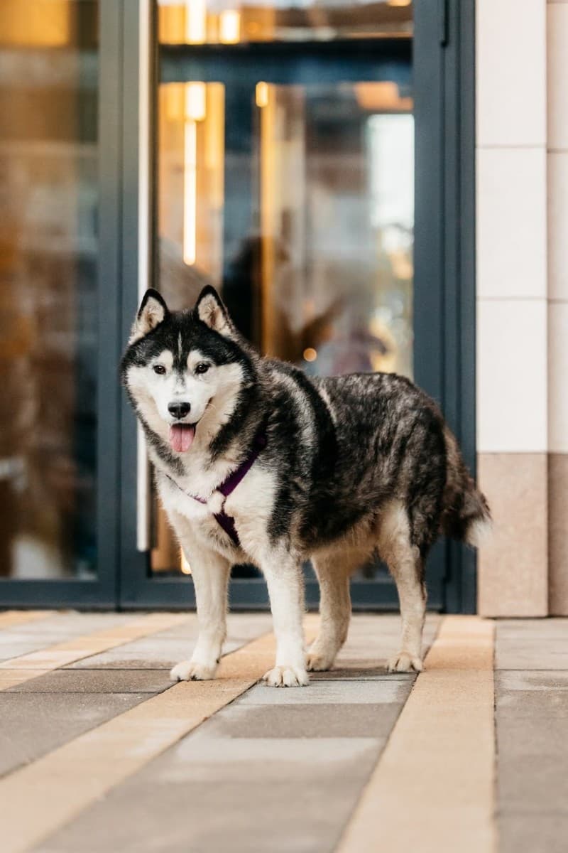 Канзи медиа 4