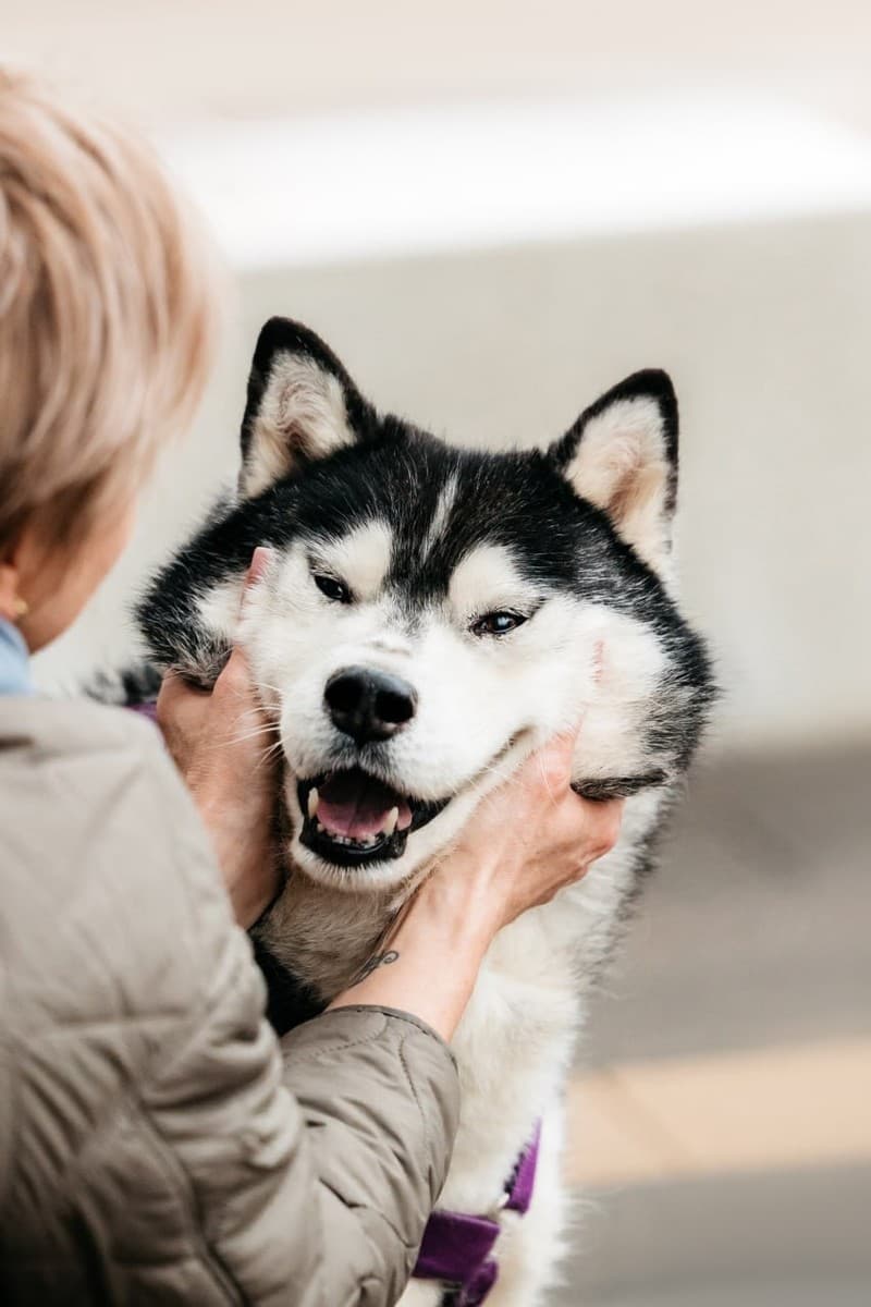 Канзи медиа 6