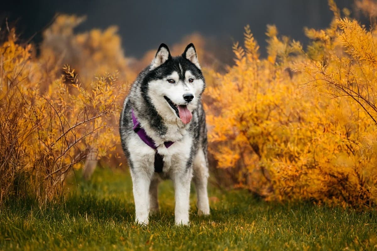 Канзи медиа 7