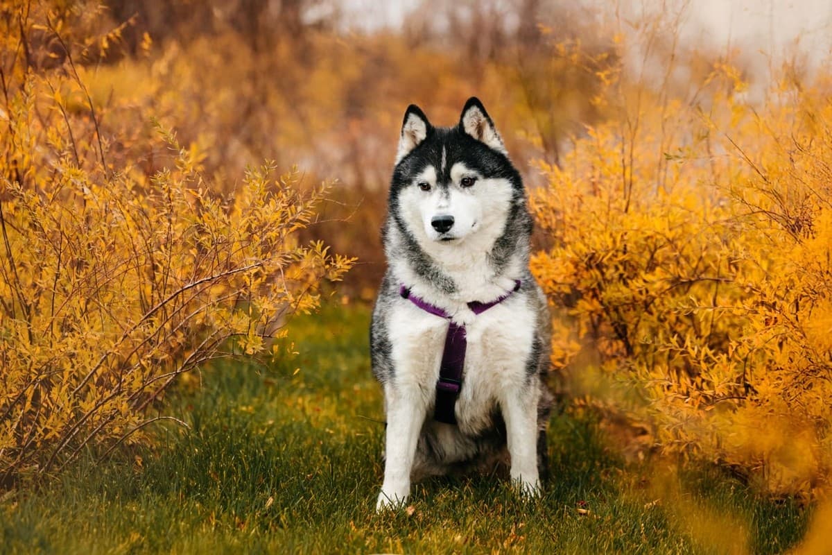 Канзи медиа 8