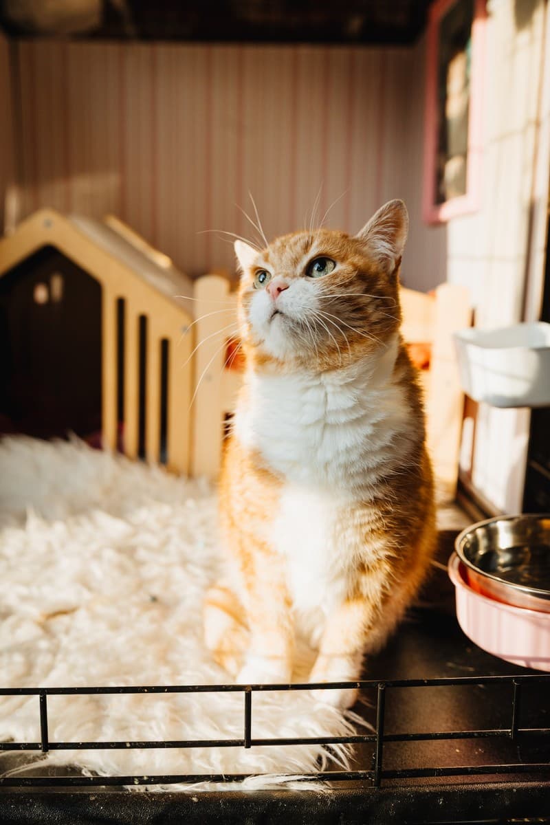 Лиса медиа 9