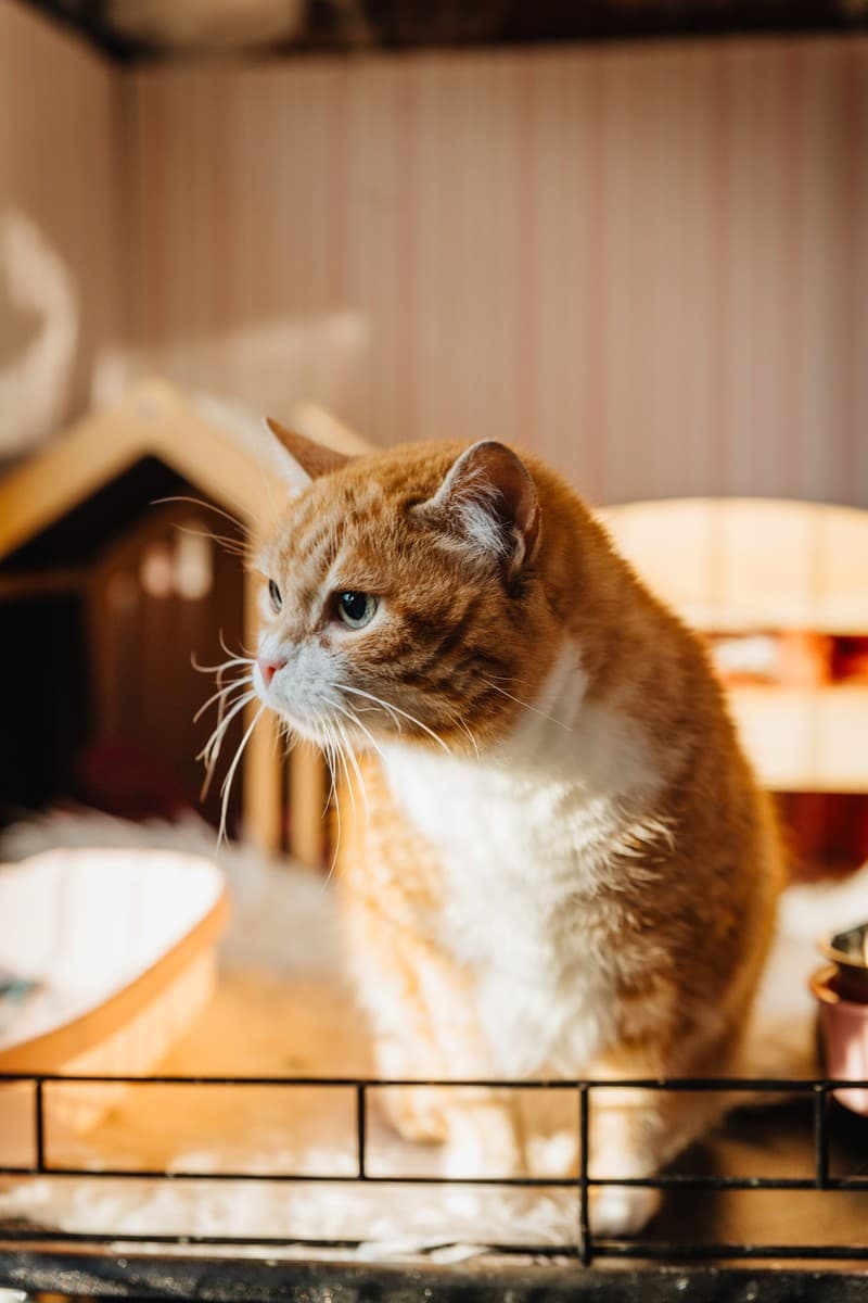 Лиса медиа 10