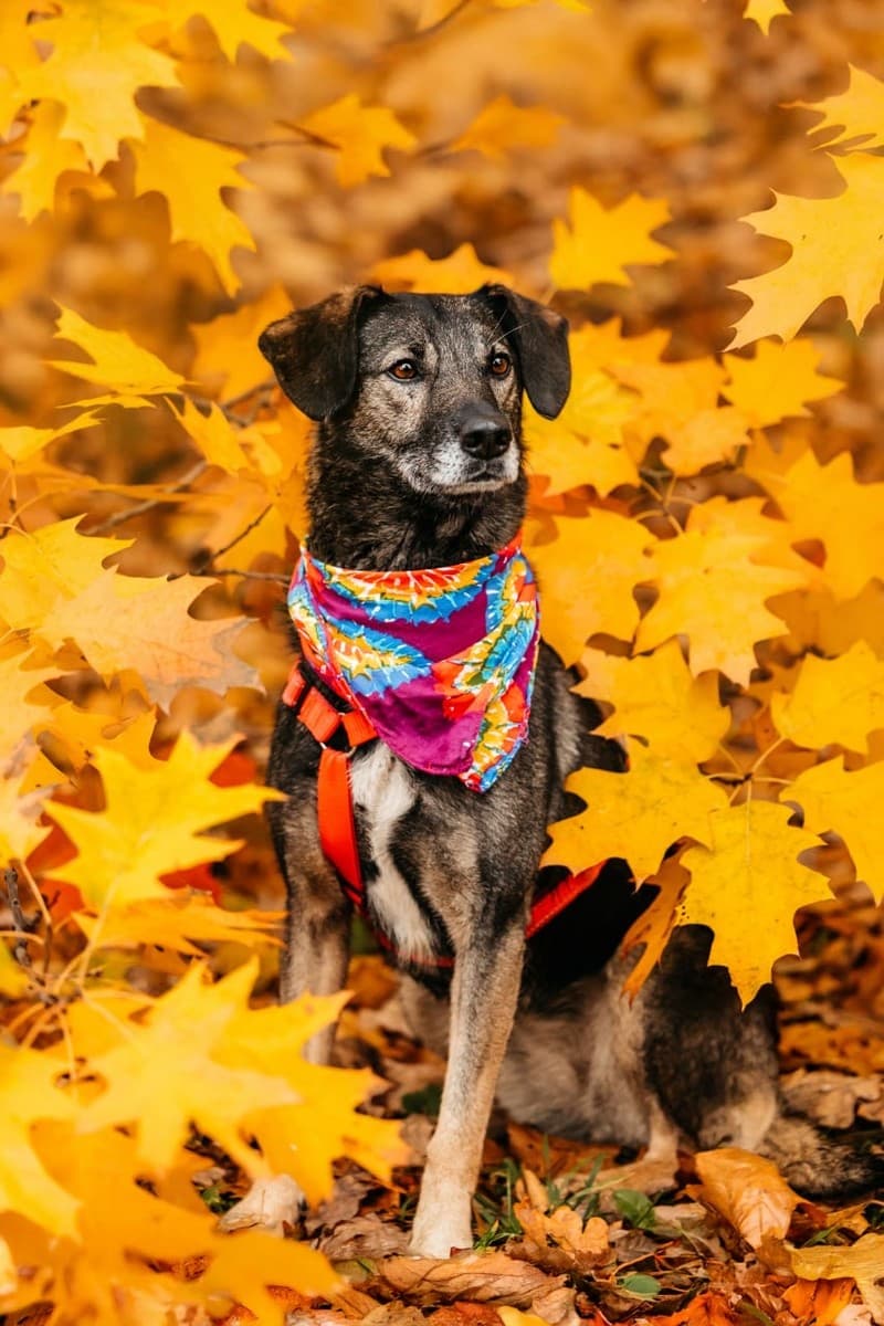 Анита медиа 9