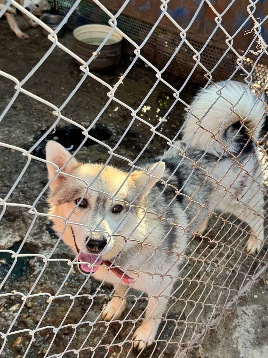 Танос медиа 2