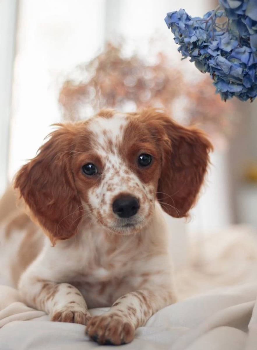 Джина медиа 2