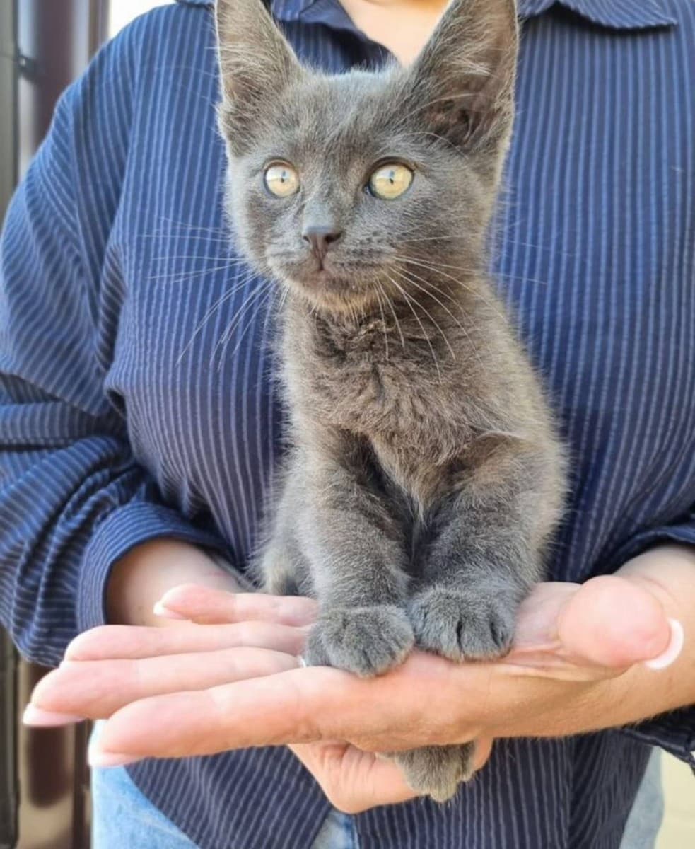 Котенок найденыш медиа 2