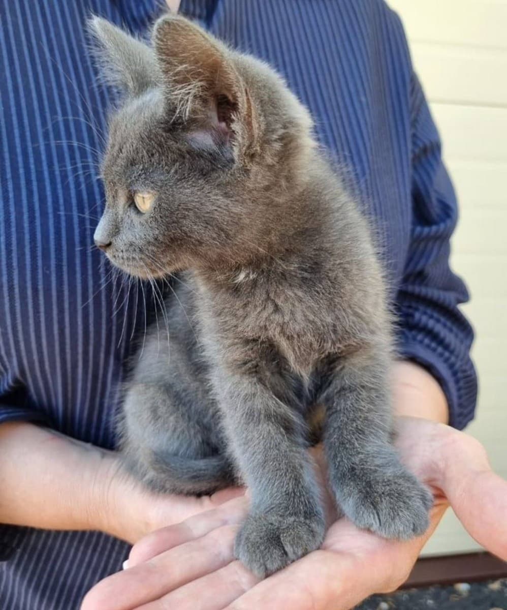 Котенок найденыш