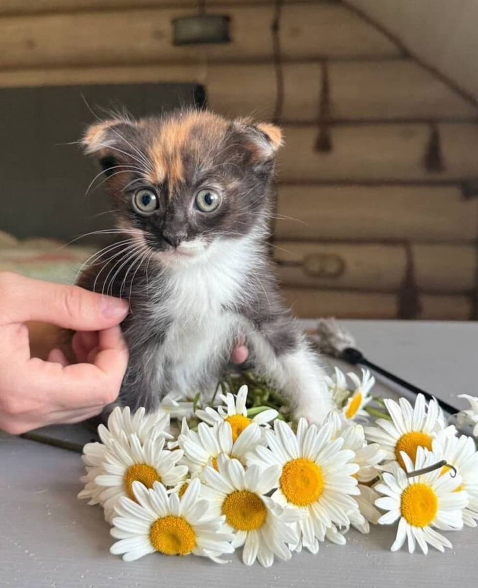 Элиза медиа 2